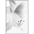 Picture of White Floral Hues _GroupedProduct_Rectangle_Portrait_Photography _GroupedProduct_Rectangle_Portrait_Canvas_Framed_