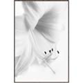 Picture of White Floral Hues _GroupedProduct_Rectangle_Portrait_Photography _GroupedProduct_Rectangle_Portrait_Canvas_Framed_