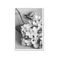 Picture of The Flowers He Gave _GroupedProduct_Rectangle_Portrait_Photography _GroupedProduct_Rectangle_Portrait_Framed_Matted_