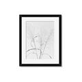 Picture of Whispering Mirage Dried Grass _GroupedProduct_Rectangle_Portrait_Photography _GroupedProduct_Rectangle_Portrait_Framed_Matted_