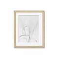 Picture of Whispering Mirage Dried Grass _GroupedProduct_Rectangle_Portrait_Photography _GroupedProduct_Rectangle_Portrait_Framed_Matted_