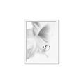 Picture of White Floral Hues _GroupedProduct_Rectangle_Portrait_Photography _GroupedProduct_Rectangle_Portrait_Framed_Matted_