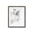 Picture of White Floral Hues _GroupedProduct_Rectangle_Portrait_Photography _GroupedProduct_Rectangle_Portrait_Framed_Matted_