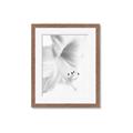 Picture of White Floral Hues _GroupedProduct_Rectangle_Portrait_Photography _GroupedProduct_Rectangle_Portrait_Framed_Matted_