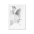 Picture of White Floral Hues _GroupedProduct_Rectangle_Portrait_Photography _GroupedProduct_Rectangle_Portrait_Framed_Matted_