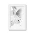 Picture of White Floral Hues _GroupedProduct_Rectangle_Portrait_Photography _GroupedProduct_Rectangle_Portrait_Framed_Matted_
