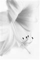 Picture of White Floral Hues _GroupedProduct_Rectangle_Portrait_Photography _GroupedProduct_Rectangle_Portrait_Unframed_Print_Only_