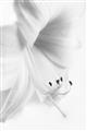 Picture of White Floral Hues _GroupedProduct_Rectangle_Portrait_Photography _GroupedProduct_Rectangle_Portrait_Unframed_Print_Only_