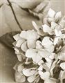 Picture of The Flowers He Gave _GroupedProduct_Rectangle_Portrait_Photography _GroupedProduct_Rectangle_Portrait_Unframed_Print_Only_