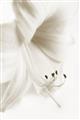 Picture of White Floral Hues _GroupedProduct_Rectangle_Portrait_Photography _GroupedProduct_Rectangle_Portrait_Unframed_Print_Only_