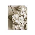 Picture of The Flowers He Gave _GroupedProduct_Rectangle_Portrait_Photography _GroupedProduct_Rectangle_Portrait_Unframed_Print_Only_