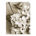 Picture of The Flowers He Gave _GroupedProduct_Rectangle_Portrait_Photography _GroupedProduct_Rectangle_Portrait_Unframed_Print_Only_