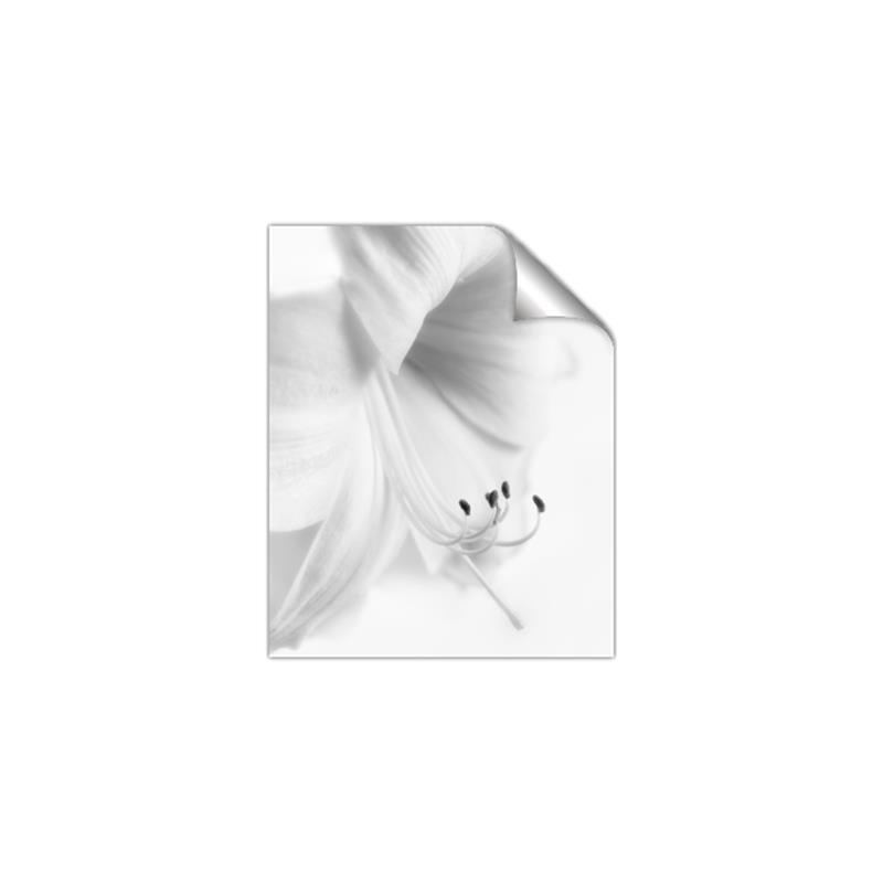 Picture of White Floral Hues _GroupedProduct_Rectangle_Portrait_Photography _GroupedProduct_Rectangle_Portrait_Unframed_Print_Only_