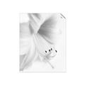 Picture of White Floral Hues _GroupedProduct_Rectangle_Portrait_Photography _GroupedProduct_Rectangle_Portrait_Unframed_Print_Only_