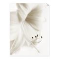 Picture of White Floral Hues _GroupedProduct_Rectangle_Portrait_Photography _GroupedProduct_Rectangle_Portrait_Unframed_Print_Only_