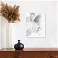 Picture of White Floral Hues _GroupedProduct_Rectangle_Portrait_Photography _GroupedProduct_Rectangle_Portrait_Canvas_