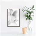 Picture of White Floral Hues _GroupedProduct_Rectangle_Portrait_Photography _GroupedProduct_Rectangle_Portrait_Canvas_Framed_