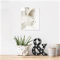 Picture of White Floral Hues _GroupedProduct_Rectangle_Portrait_Photography _GroupedProduct_Rectangle_Portrait_Unframed_Print_Only_