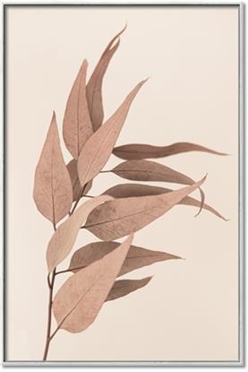 Picture of Dried Eucalyptus Blossom