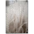 Picture of Elysian Grass _GroupedProduct_Rectangle_Portrait_Photography _GroupedProduct_Rectangle_Portrait_Canvas_