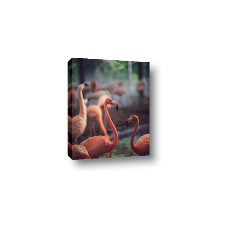 Picture of Flamingo _GroupedProduct_Rectangle_Portrait_Photography _GroupedProduct_Rectangle_Portrait_Canvas_