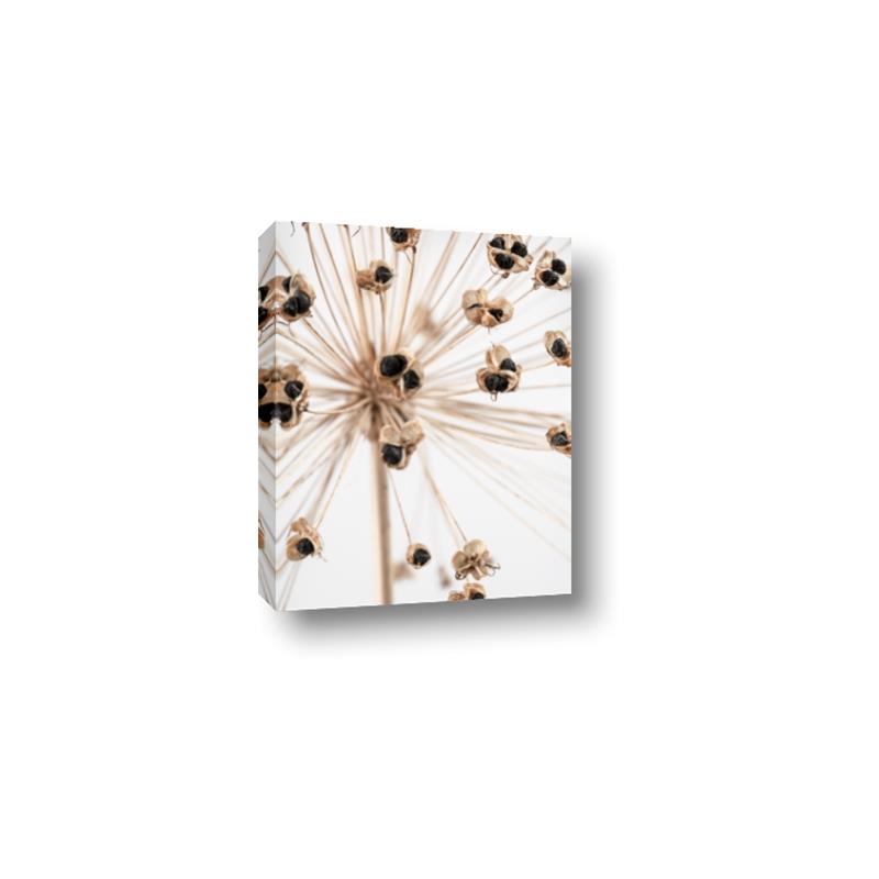 Picture of Ethereal Flower _GroupedProduct_Rectangle_Portrait_Photography _GroupedProduct_Rectangle_Portrait_Canvas_
