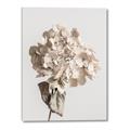 Picture of Lullaby of a Beige Flower _GroupedProduct_Rectangle_Portrait_Photography _GroupedProduct_Rectangle_Portrait_Canvas_