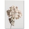 Picture of Lullaby of a Beige Flower _GroupedProduct_Rectangle_Portrait_Photography _GroupedProduct_Rectangle_Portrait_Canvas_