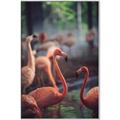 Picture of Flamingo _GroupedProduct_Rectangle_Portrait_Photography _GroupedProduct_Rectangle_Portrait_Canvas_Framed_