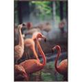 Picture of Flamingo _GroupedProduct_Rectangle_Portrait_Photography _GroupedProduct_Rectangle_Portrait_Canvas_Framed_