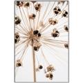 Picture of Ethereal Flower _GroupedProduct_Rectangle_Portrait_Photography _GroupedProduct_Rectangle_Portrait_Canvas_Framed_