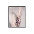 Picture of Enchanted Pampas Grass _GroupedProduct_Rectangle_Portrait_Photography _GroupedProduct_Rectangle_Portrait_Canvas_Framed_