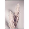 Picture of Enchanted Pampas Grass _GroupedProduct_Rectangle_Portrait_Photography _GroupedProduct_Rectangle_Portrait_Canvas_Framed_