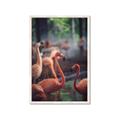 Picture of Flamingo _GroupedProduct_Rectangle_Portrait_Photography _GroupedProduct_Rectangle_Portrait_Framed_Matted_