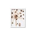 Picture of Ethereal Flower _GroupedProduct_Rectangle_Portrait_Photography _GroupedProduct_Rectangle_Portrait_Framed_Matted_