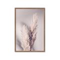 Picture of Enchanted Pampas Grass _GroupedProduct_Rectangle_Portrait_Photography _GroupedProduct_Rectangle_Portrait_Framed_Matted_