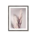Picture of Enchanted Pampas Grass _GroupedProduct_Rectangle_Portrait_Photography _GroupedProduct_Rectangle_Portrait_Framed_Matted_