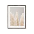 Picture of Creamy Petal Pampas II _GroupedProduct_Rectangle_Portrait_Photography _GroupedProduct_Rectangle_Portrait_Framed_Matted_