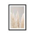 Picture of Creamy Petal Pampas II _GroupedProduct_Rectangle_Portrait_Photography _GroupedProduct_Rectangle_Portrait_Framed_Matted_