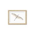 Picture of Serenade Flight _GroupedProduct_Rectangle_Landscape_Photography _GroupedProduct_Rectangle_Landscape_Framed_Matted_