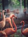 Picture of Flamingo _GroupedProduct_Rectangle_Portrait_Photography _GroupedProduct_Rectangle_Portrait_Unframed_Print_Only_