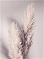 Picture of Enchanted Pampas Grass _GroupedProduct_Rectangle_Portrait_Photography _GroupedProduct_Rectangle_Portrait_Unframed_Print_Only_