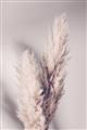 Picture of Enchanted Pampas Grass _GroupedProduct_Rectangle_Portrait_Photography _GroupedProduct_Rectangle_Portrait_Unframed_Print_Only_