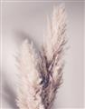Picture of Enchanted Pampas Grass _GroupedProduct_Rectangle_Portrait_Photography _GroupedProduct_Rectangle_Portrait_Unframed_Print_Only_