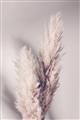 Picture of Enchanted Pampas Grass _GroupedProduct_Rectangle_Portrait_Photography _GroupedProduct_Rectangle_Portrait_Unframed_Print_Only_