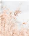 Picture of Neutral Bloom Reeds _GroupedProduct_Rectangle_Portrait_Photography _GroupedProduct_Rectangle_Portrait_Unframed_Print_Only_