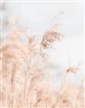 Picture of Neutral Bloom Reeds _GroupedProduct_Rectangle_Portrait_Photography _GroupedProduct_Rectangle_Portrait_Unframed_Print_Only_
