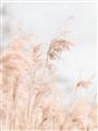 Picture of Neutral Bloom Reeds _GroupedProduct_Rectangle_Portrait_Photography _GroupedProduct_Rectangle_Portrait_Unframed_Print_Only_