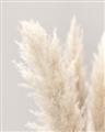 Picture of Creamy Petal Pampas I _GroupedProduct_Rectangle_Portrait_Photography _GroupedProduct_Rectangle_Portrait_Unframed_Print_Only_