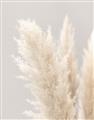 Picture of Creamy Petal Pampas I _GroupedProduct_Rectangle_Portrait_Photography _GroupedProduct_Rectangle_Portrait_Unframed_Print_Only_